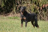 BEAUCERON 1008